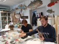 JUILLET stage de taxidermie des poissons